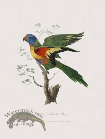 4 New Holland Caffowary